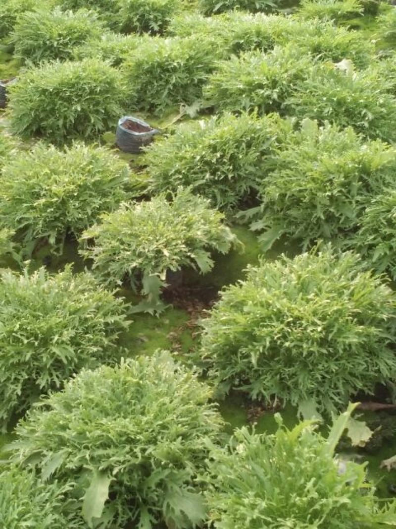 苦菊