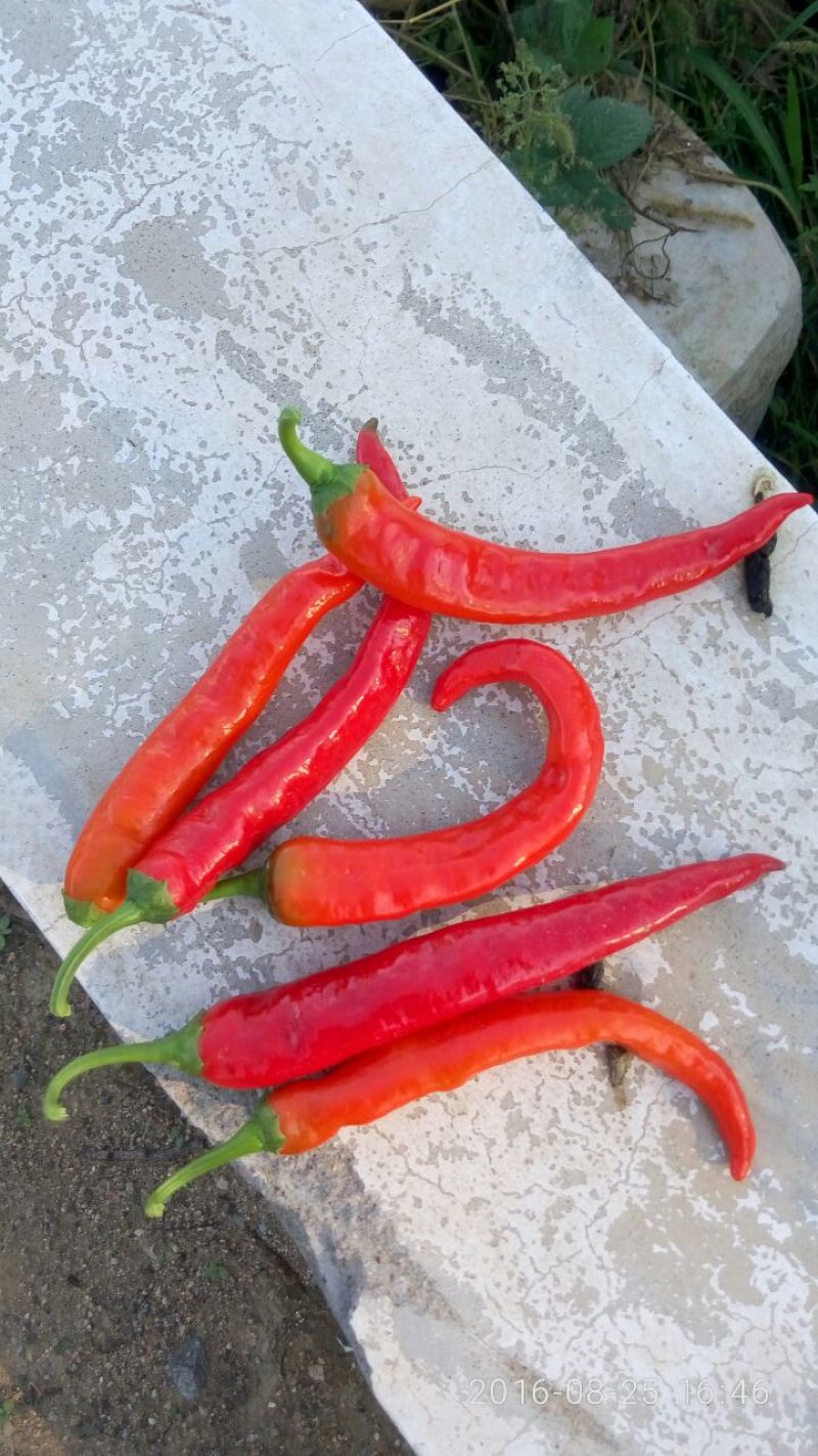 精品红辣椒，基地直销，货源稳定，质量高，辣味足，欢迎下单