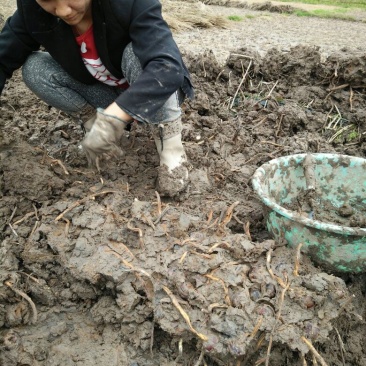 荸荠