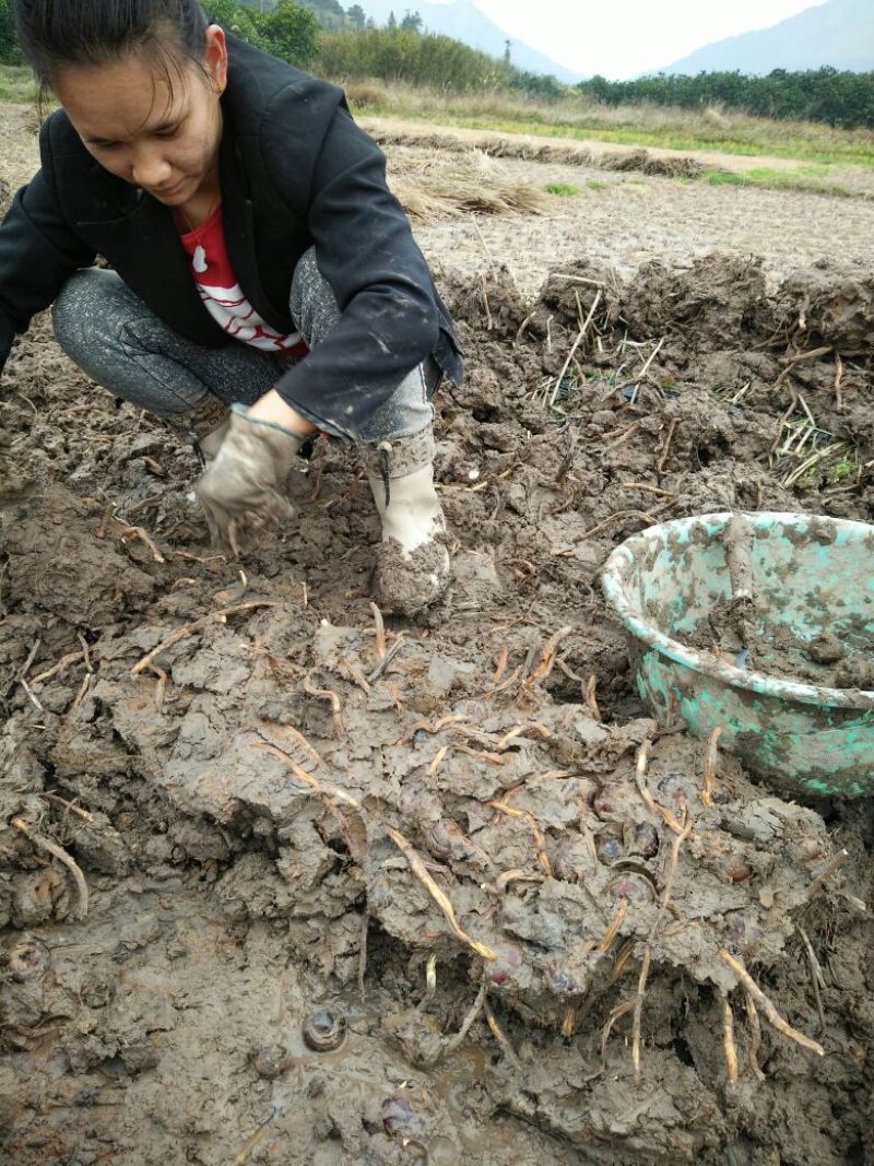 荸荠