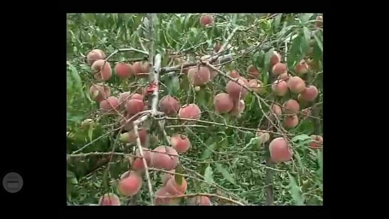 映霜红桃苗