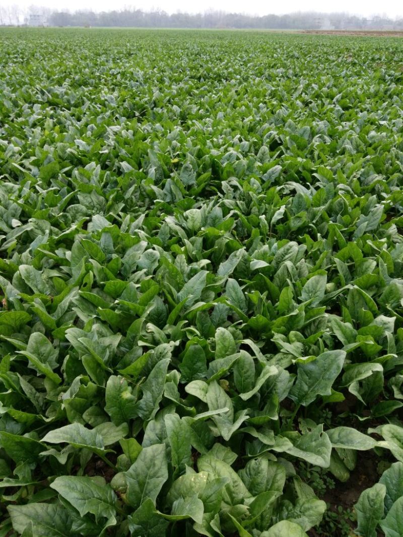 越冬菠菜15~20厘米