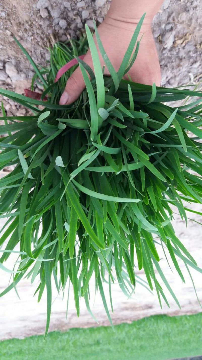 平韭6号韭菜头茬