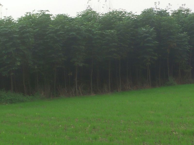 栾树2~4cm4~6cm3.5~4米