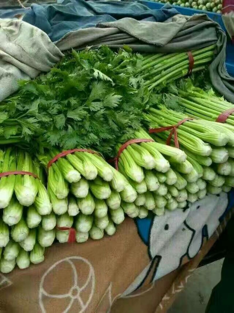 西芹45cm以上