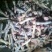 羊蹄300g