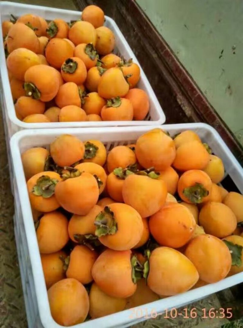 柿饼1~2两