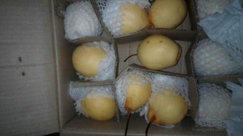 水晶梨200~250g纸袋