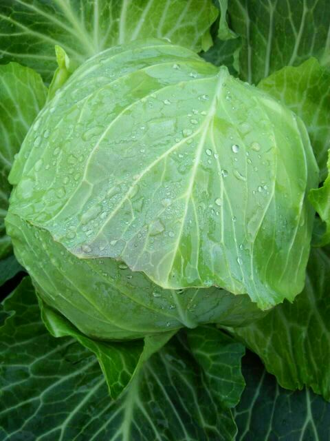 价比三家 本期猪肉、蔬菜价格均细微起浮