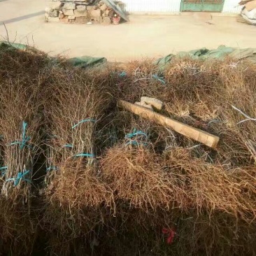 蟠枣树苗：龙须枣苗，冰糖枣苗，酸枣苗，2，3公分冬枣树苗