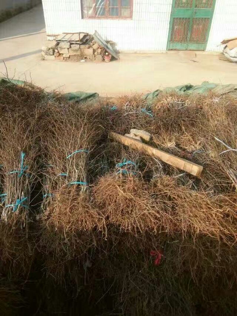 蟠枣树苗：龙须枣苗，冰糖枣苗，酸枣苗，2，3公分冬枣树苗