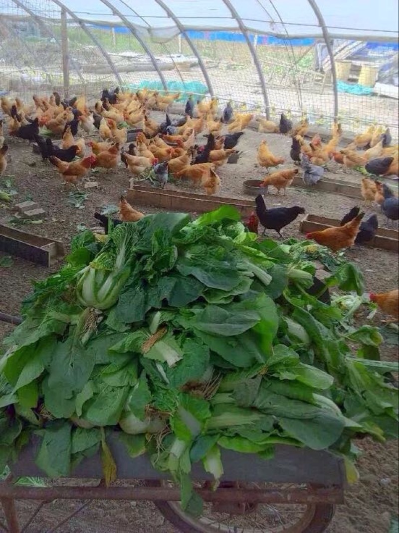 绿壳鸡蛋