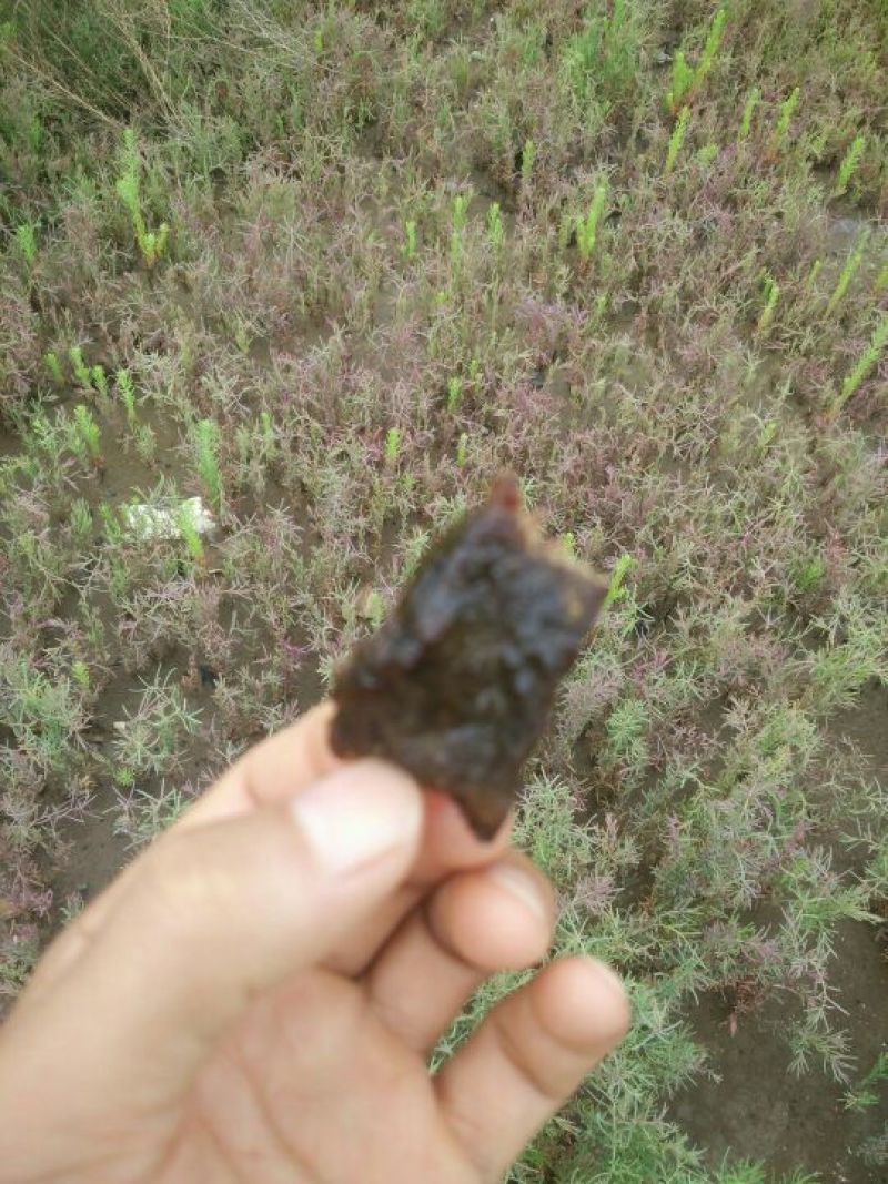 牛肉干牦牛肉鲜肉
