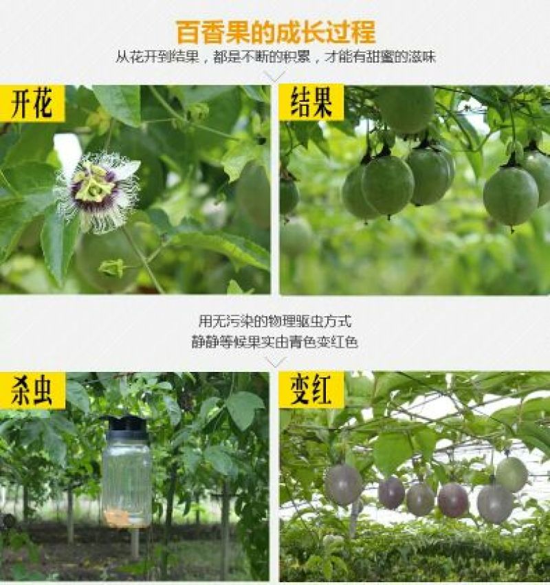 百香果70~80g紫果