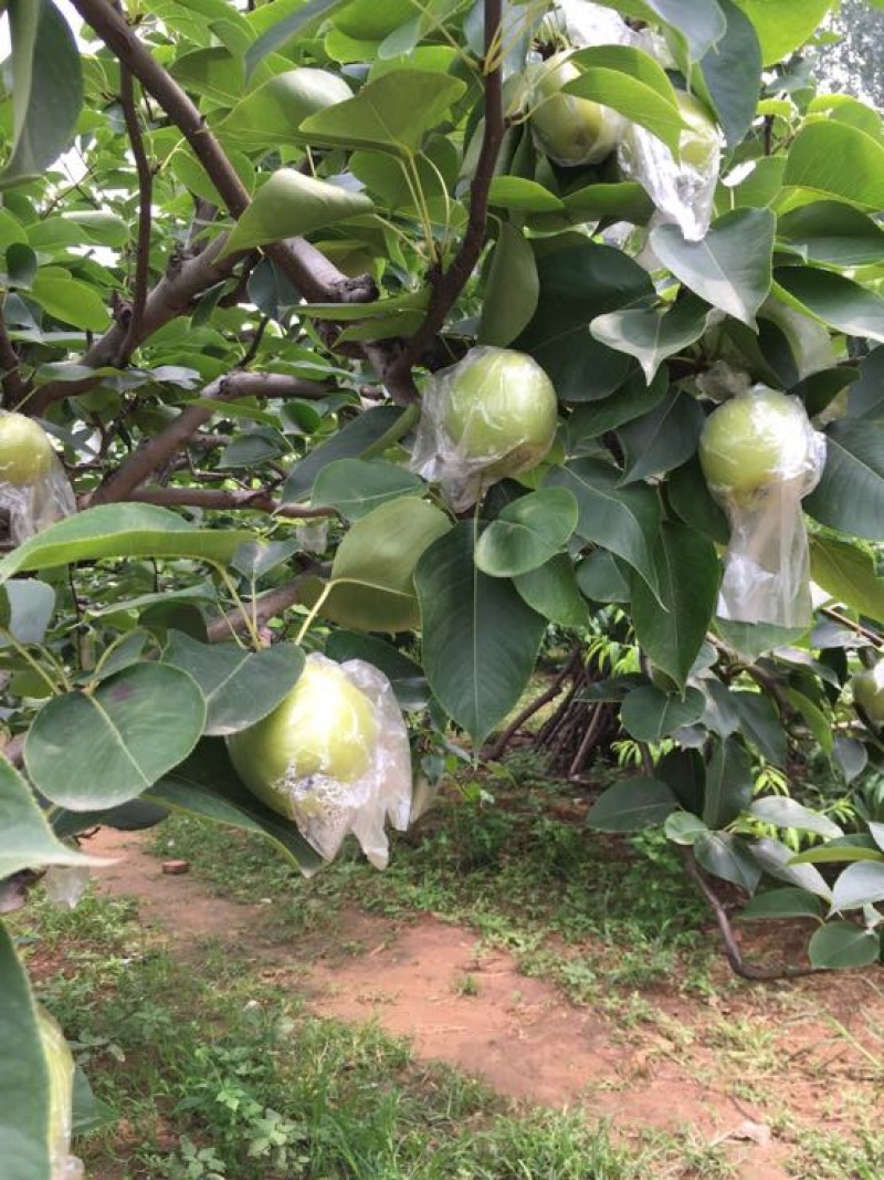 皇冠梨