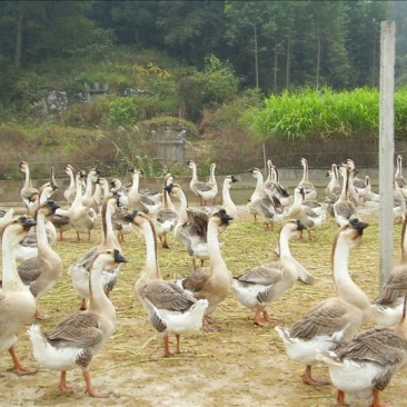 鹅苗250g以上