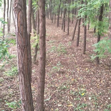 山槐8~10cm8~10cm1~2米