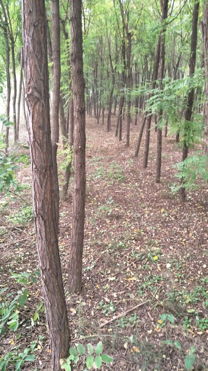 山槐8~10cm8~10cm1~2米