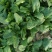 大叶菠菜15~20厘米