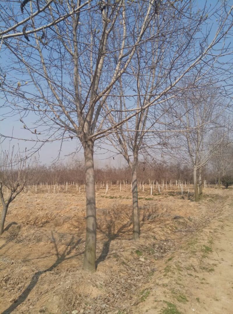 北京栾量大从优