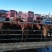 蒙古马100~200kg