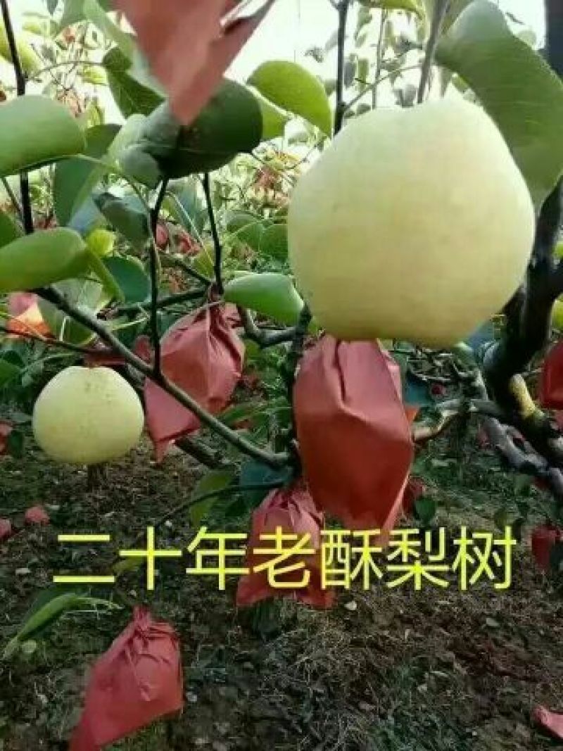 礼泉酥梨300~350g纸袋