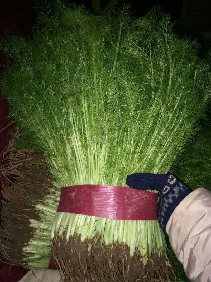 茴香苗大量有货，四季供应质量保证，包装齐全