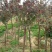 玉兰树2cm以下10~12cm