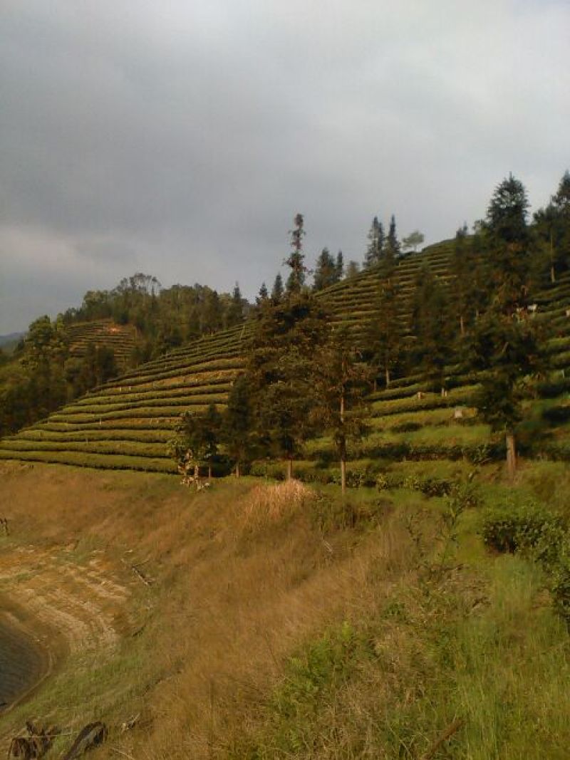 高山雾云茶