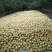 砀山梨250~300g光果