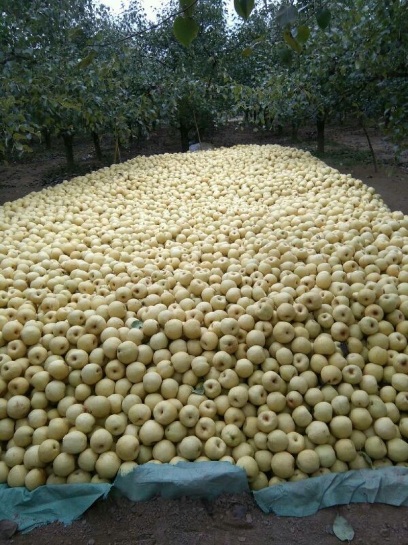 砀山梨250~300g光果