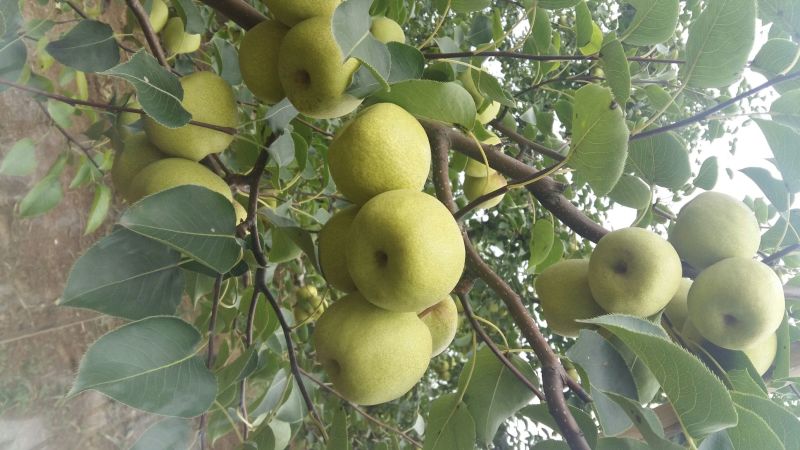 砀山梨200~250g光果