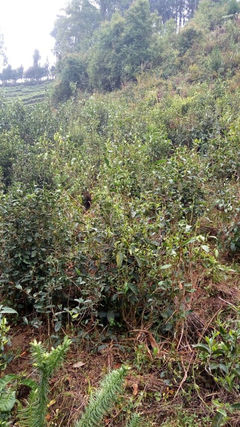 本山茶一级