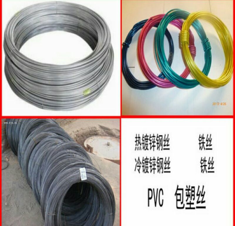 金叶榆12~14cm8~10cm3~3.5m