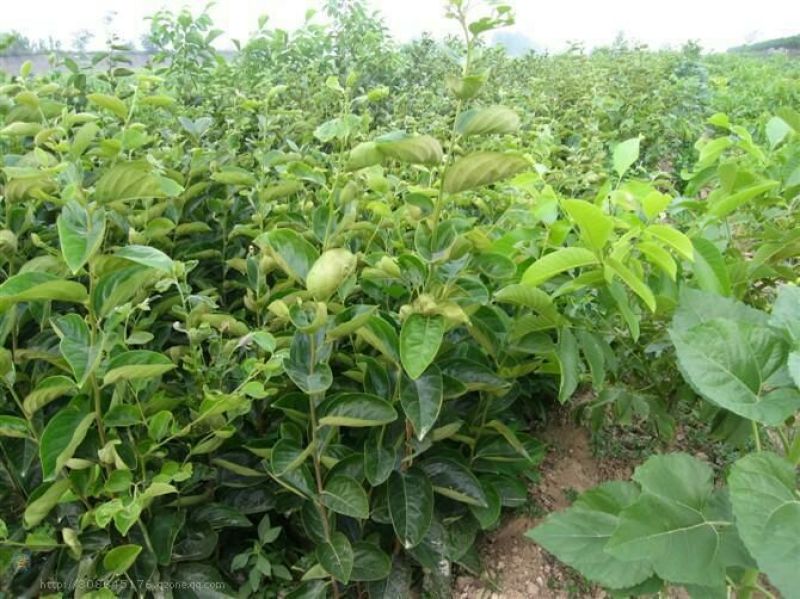 核桃苗二年苗50~100cm