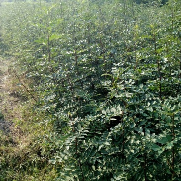 花椒苗0.5~1年