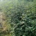 花椒苗0.5~1年