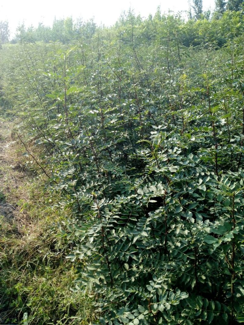 花椒苗0.5~1年