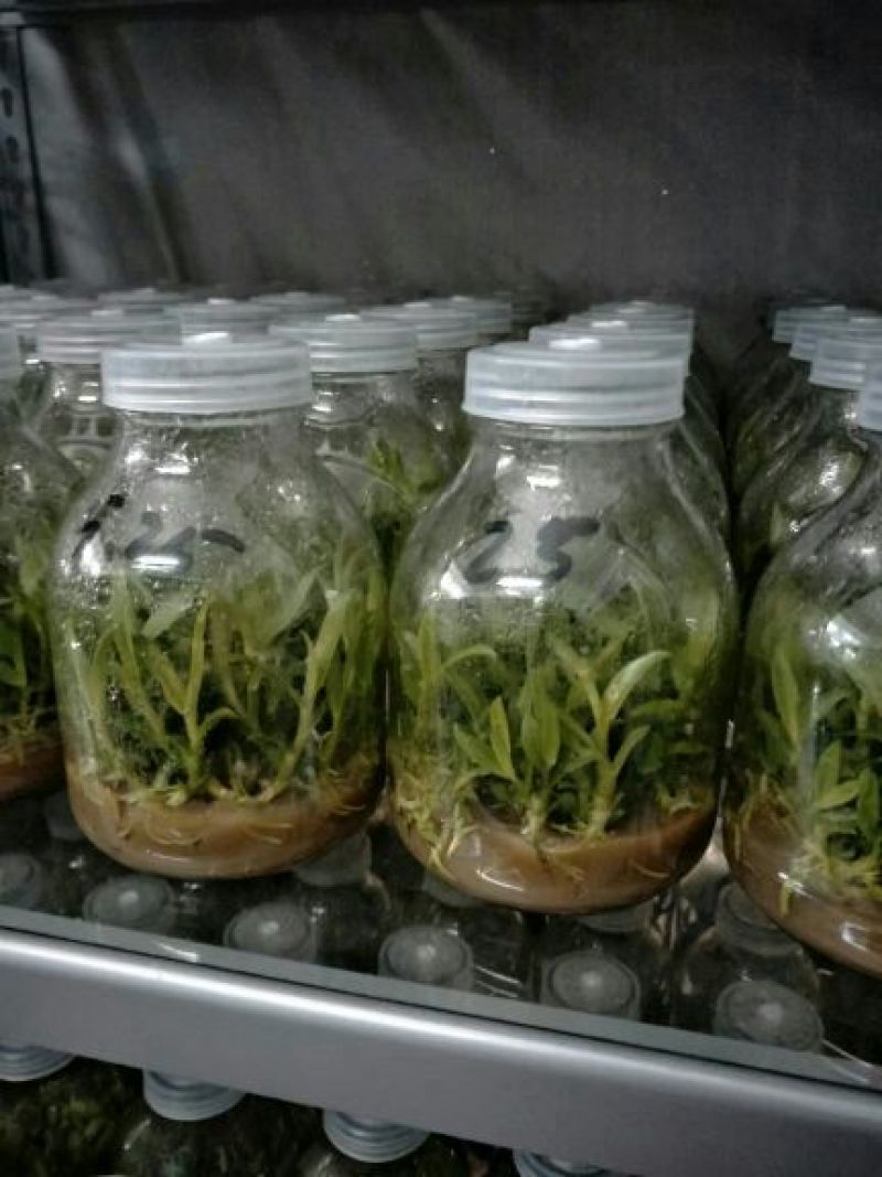 铁皮石斛组培瓶苗雁荡山红杆软脚品种