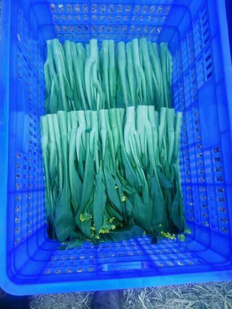 菜苔