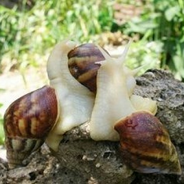白玉蜗牛
