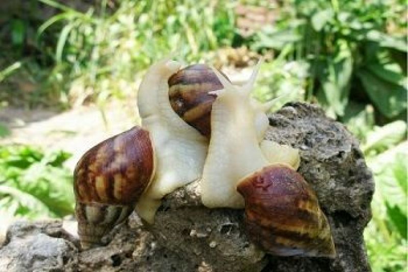 白玉蜗牛