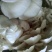 蘑菇一级4cm