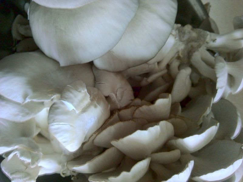 蘑菇一级4cm