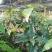 芒果苗2-3分径1.5米高