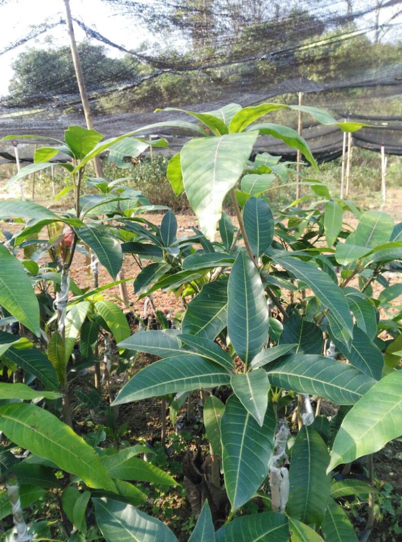 芒果苗2-3分径1.5米高