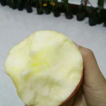 红富士苹果75mm以上膜袋