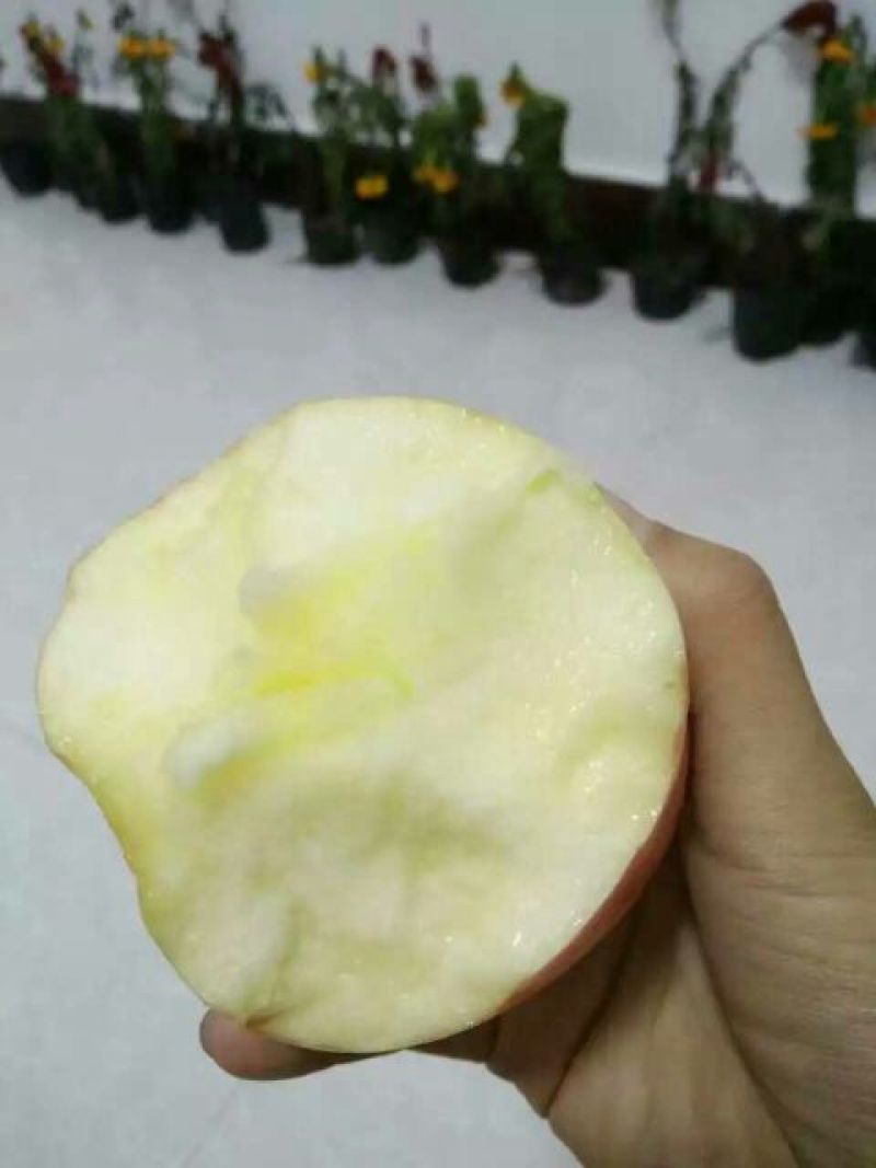 红富士苹果75mm以上膜袋