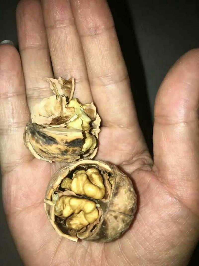 薄皮核桃25mm以下去皮干