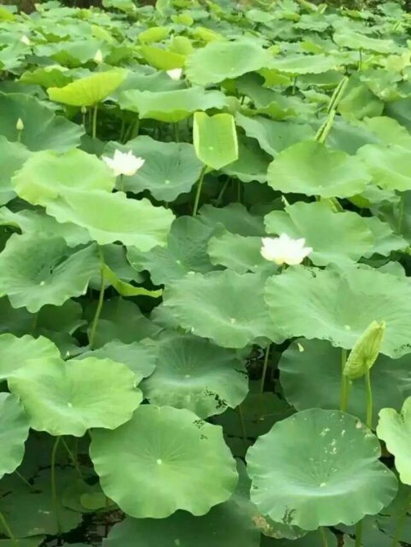 藕粉